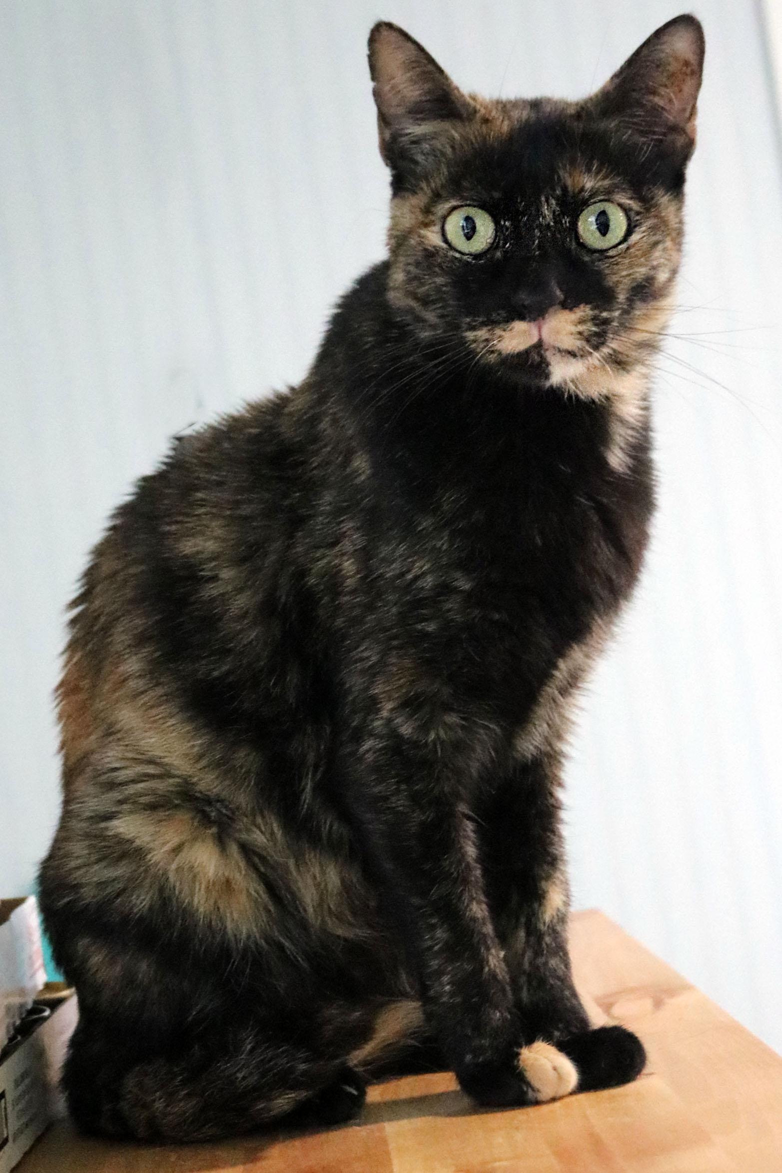 Enlarge Toffee, a Adoptable mixed breed in Buford, GA image 2/3