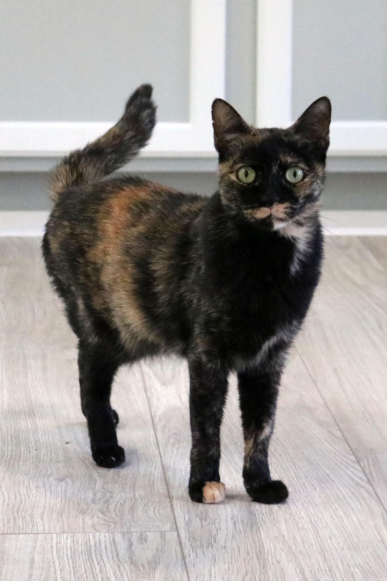 Enlarge Toffee, a Adoptable mixed breed in Buford, GA image 3/3
