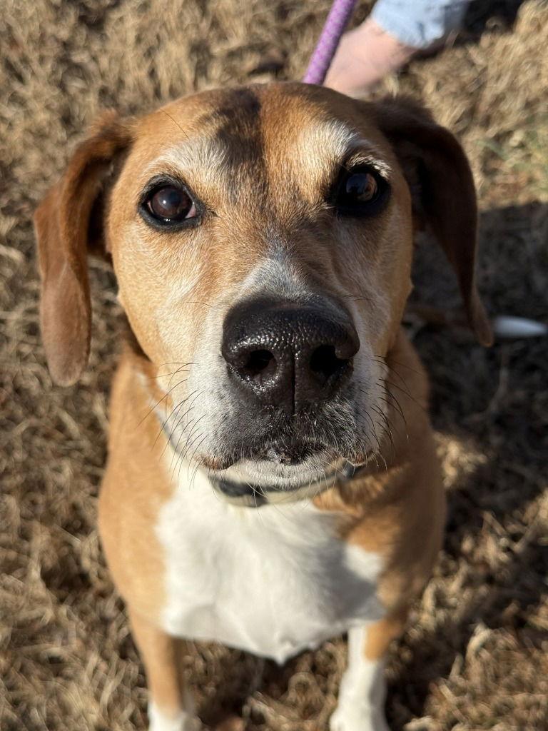 DA 10 Dom, Adoptable, Senior Male Hound & Boxer.
