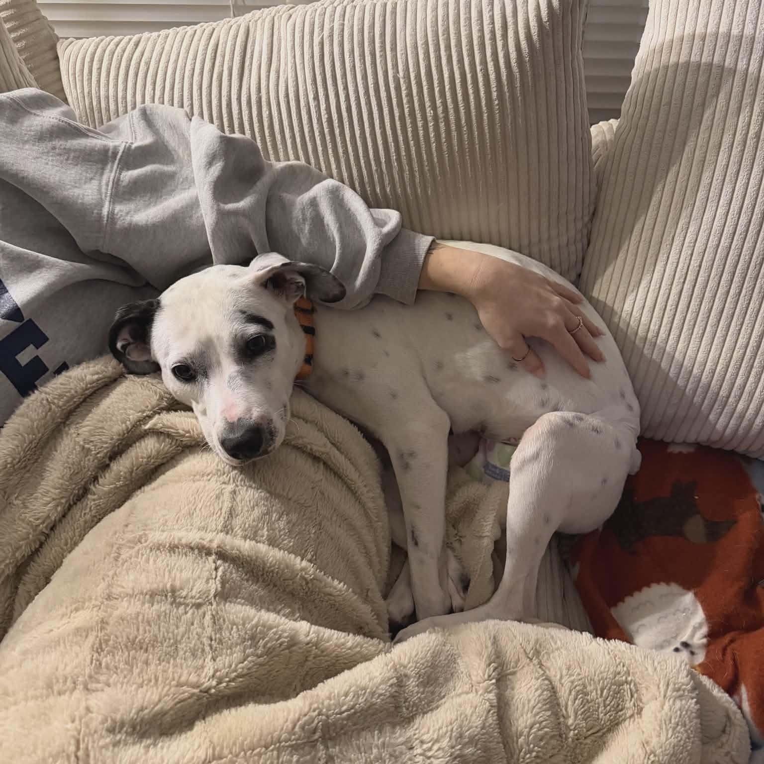 Honey Pie - The Social Butterfly — thumbnail 2