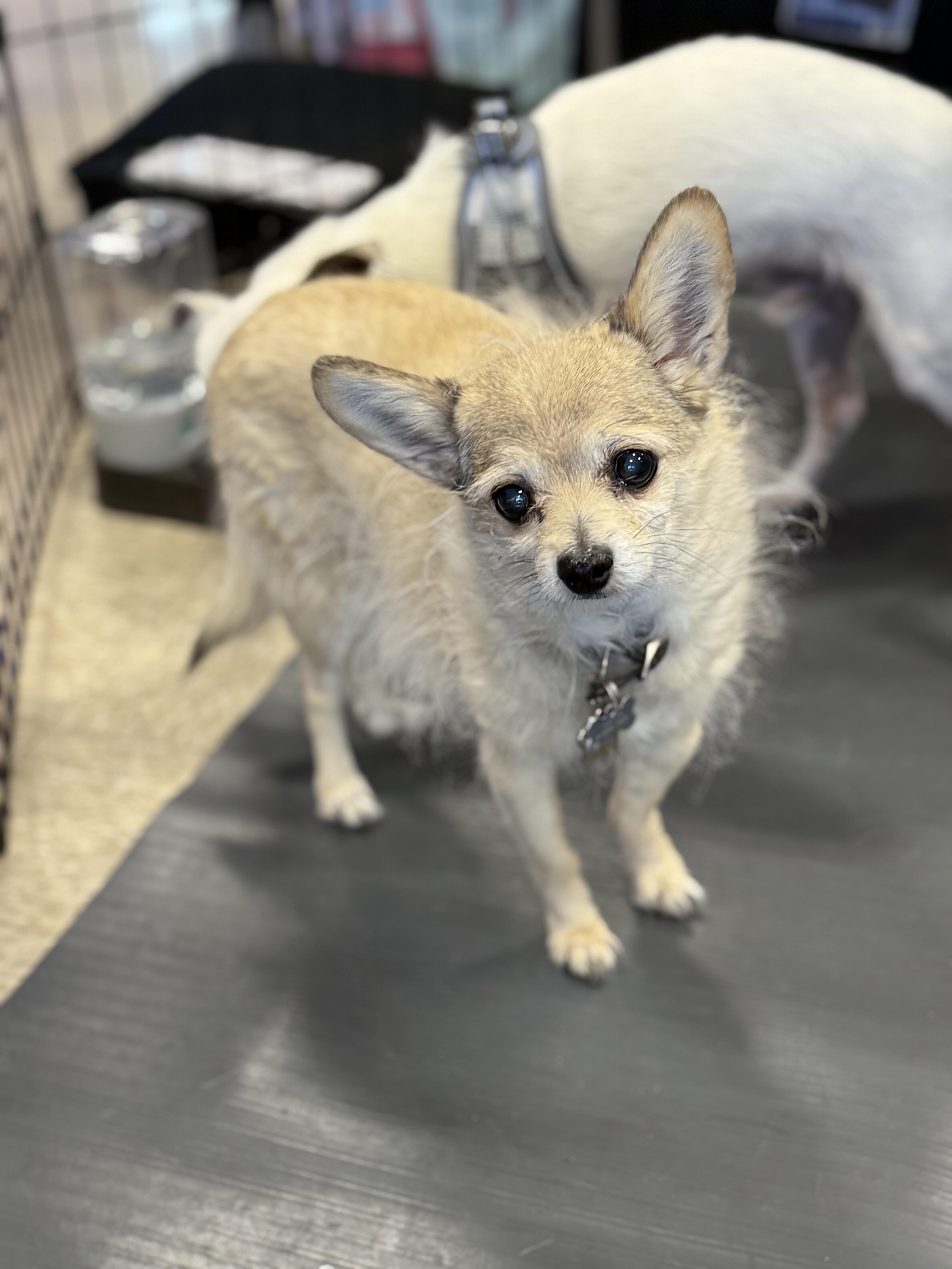 Enlarge Joey, a ADOPTABLE mixed breed in Albuquerque, NM image 1/1