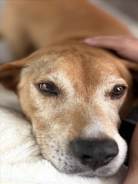 Enlarge BAO BAO, a Adoptable Hound in Chapel Hill, NC image 1/1