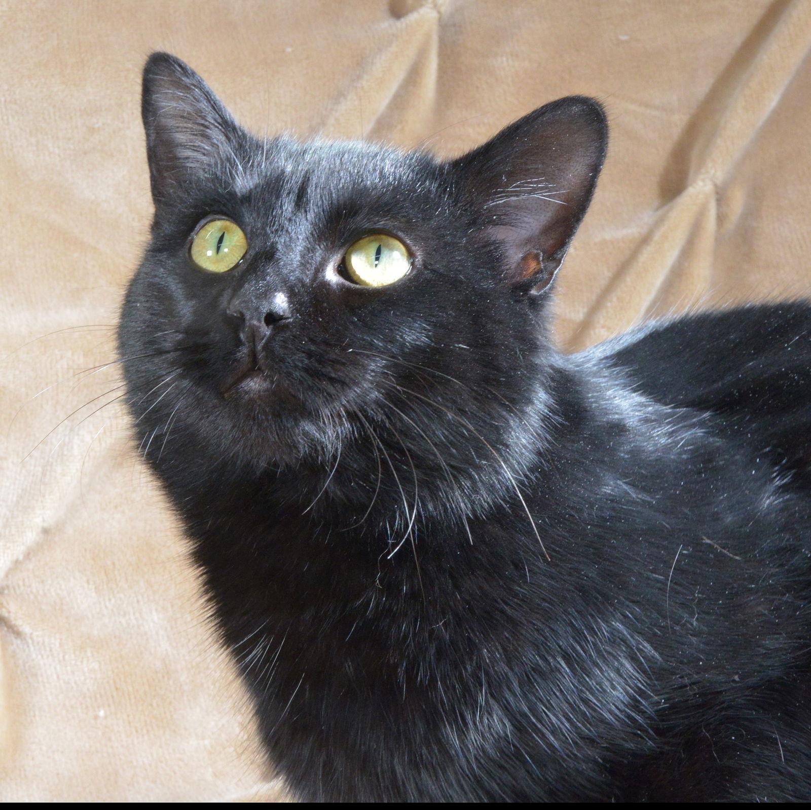Enlarge Shadow, a Adoptable Domestic Short Hair in Traverse City, MI image 1/3