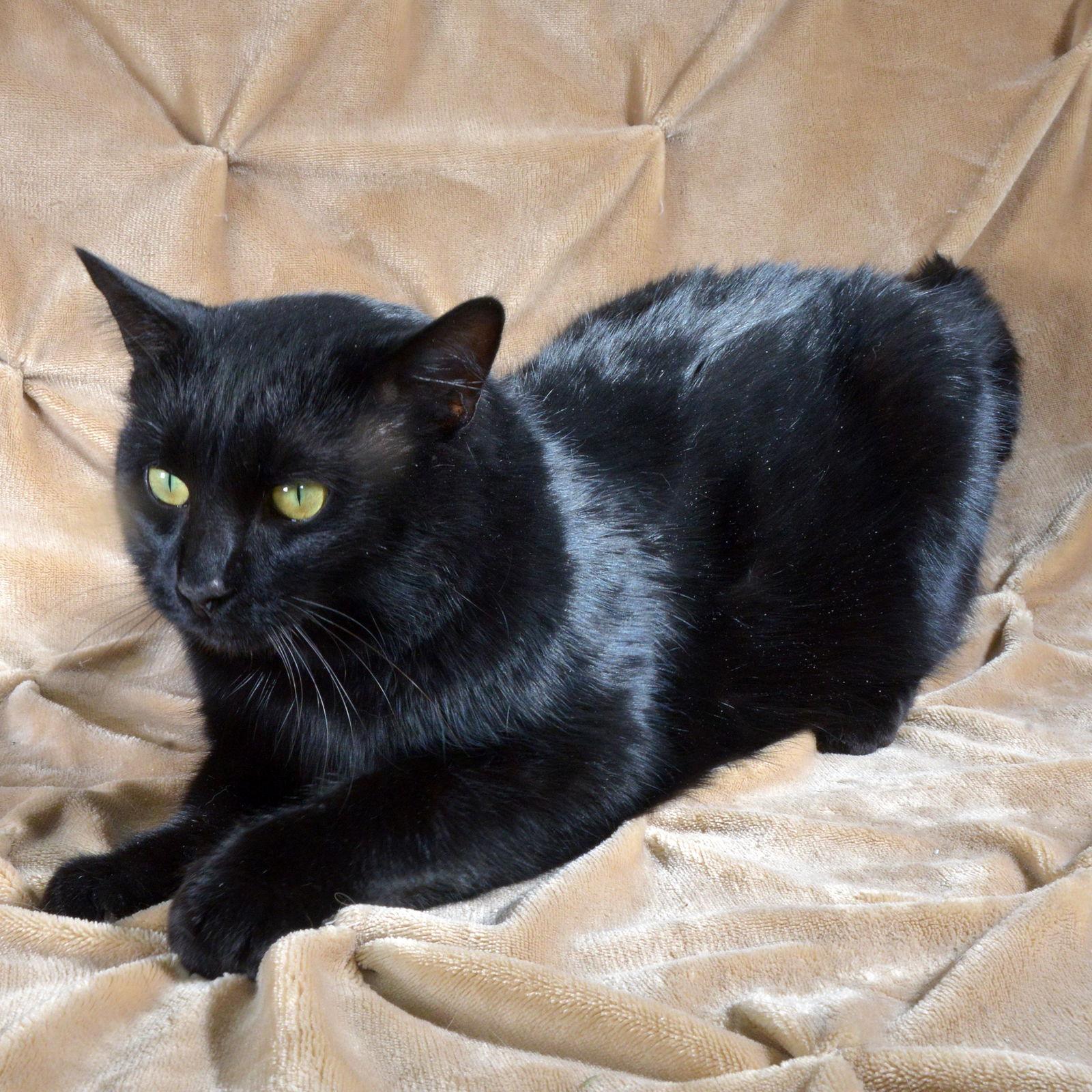 Enlarge Shadow, a Adoptable Domestic Short Hair in Traverse City, MI image 2/3