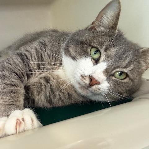 Enlarge Biscuit, a Adoptable Domestic Short Hair in New Fairfield, CT image 2/6