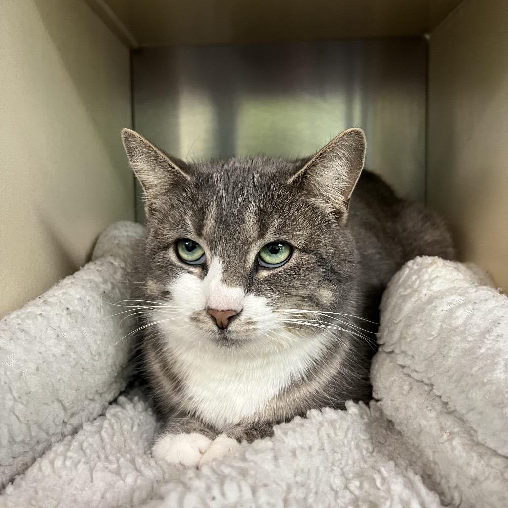 Enlarge Biscuit, a Adoptable Domestic Short Hair in New Fairfield, CT image 3/6