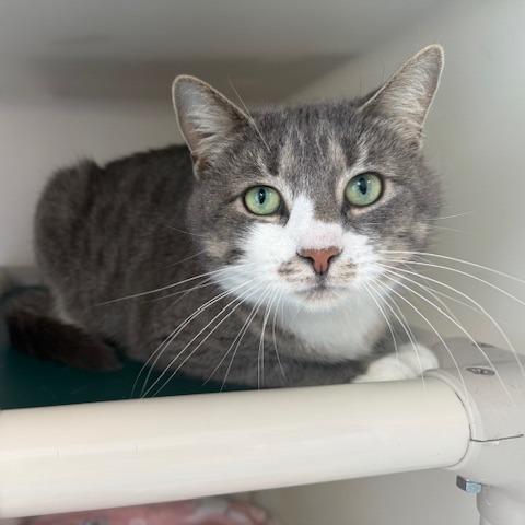 Enlarge Biscuit, a Adoptable Domestic Short Hair in New Fairfield, CT image 4/6