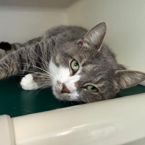 Enlarge Biscuit, a Adoptable Domestic Short Hair in New Fairfield, CT image 5/6