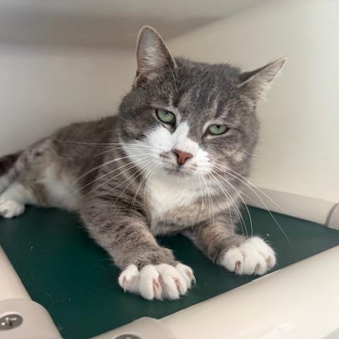 Enlarge Biscuit, a Adoptable Domestic Short Hair in New Fairfield, CT image 6/6