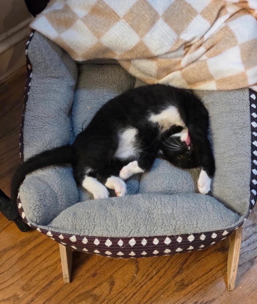 Calvin, a Adoptable mixed breed in Fort Oglethorpe, GA image 1/2