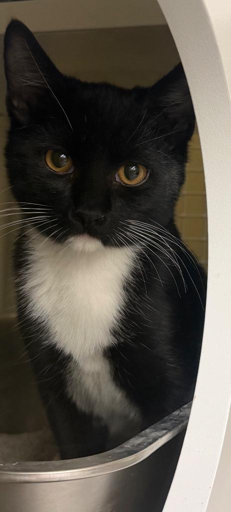 Enlarge Calvin, a Adoptable mixed breed in Fort Oglethorpe, GA image 5/5
