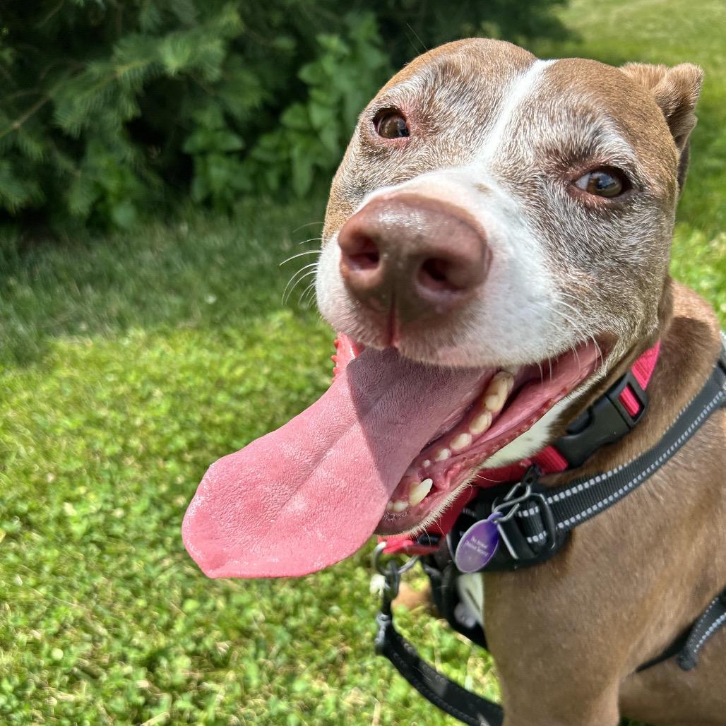 Enlarge Macy, a Adoptable American Staffordshire Terrier in Zanesville, OH image 1/6