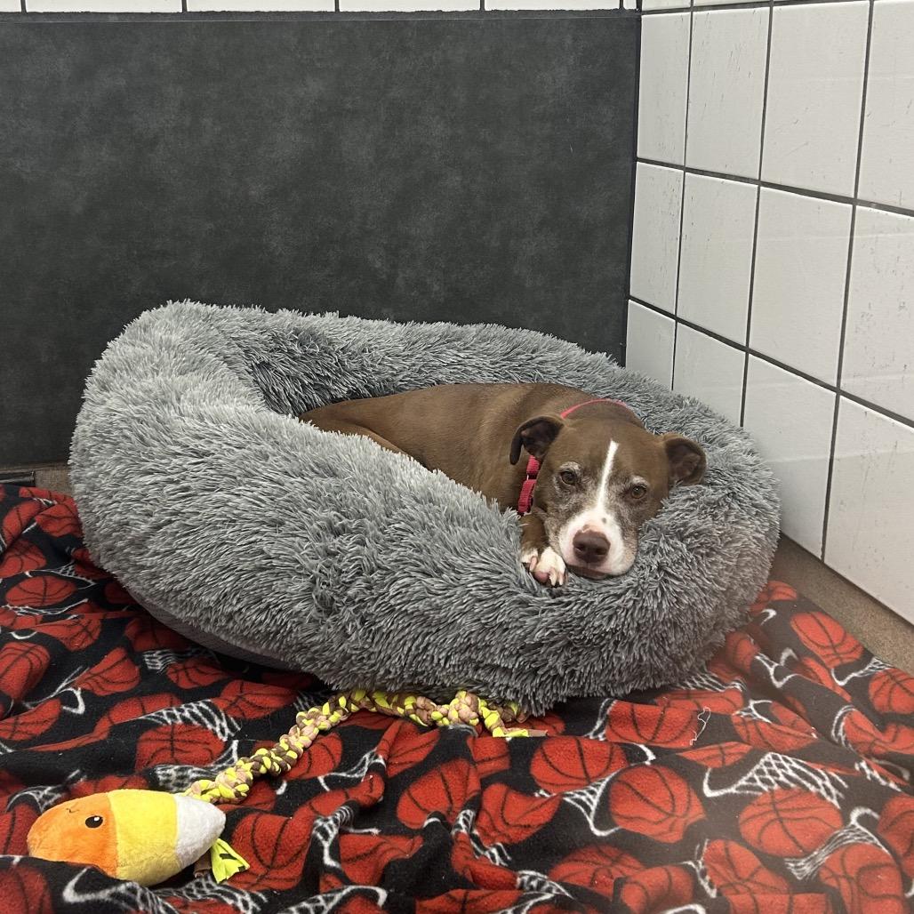Enlarge Macy, a Adoptable American Staffordshire Terrier in Zanesville, OH image 2/6