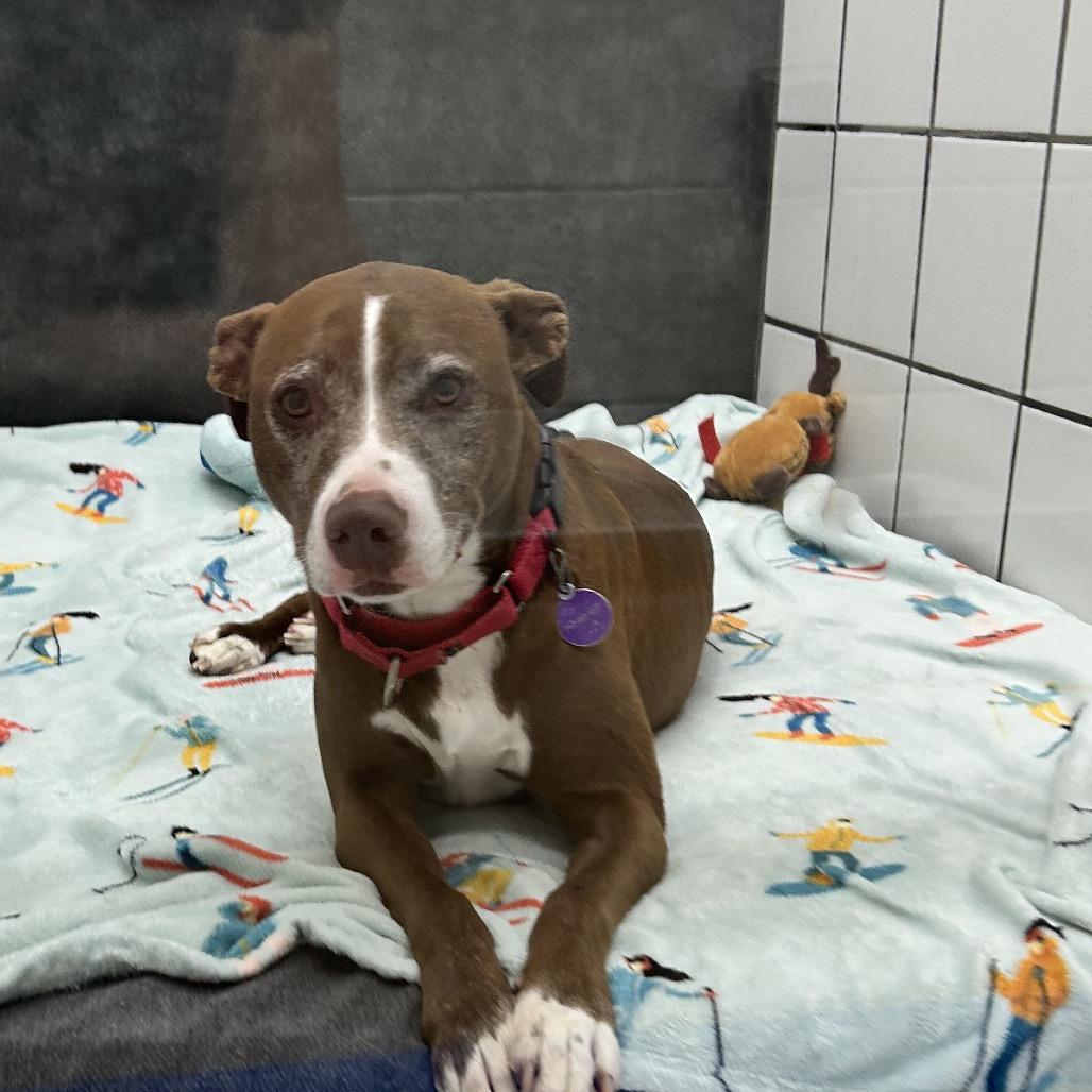 Enlarge Macy, a Adoptable American Staffordshire Terrier in Zanesville, OH image 3/6