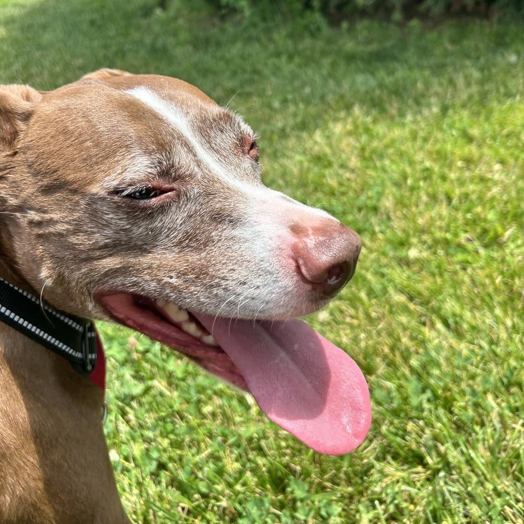 Enlarge Macy, a Adoptable American Staffordshire Terrier in Zanesville, OH image 4/6
