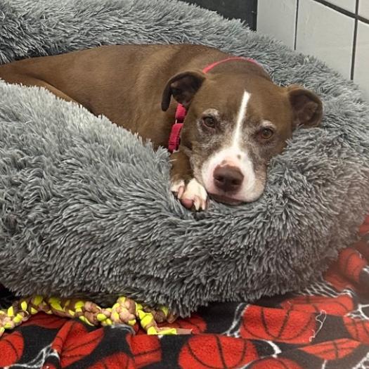 Enlarge Macy, a Adoptable American Staffordshire Terrier in Zanesville, OH image 5/6