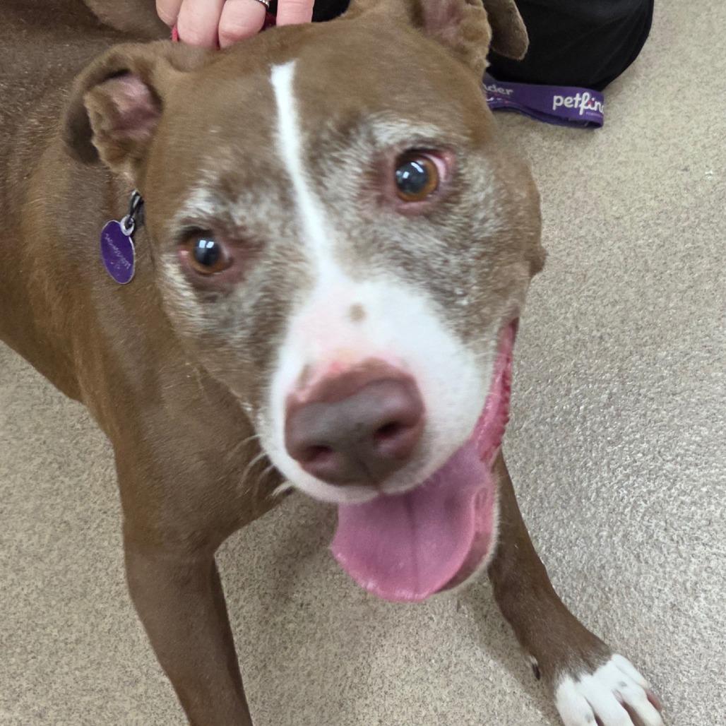 Enlarge Macy, a Adoptable American Staffordshire Terrier in Zanesville, OH image 6/6