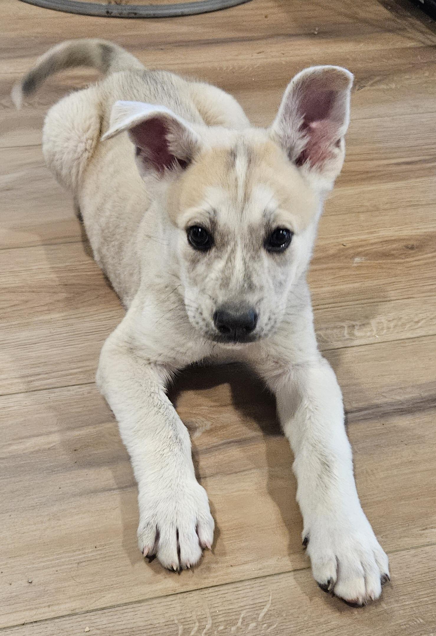 Enlarge Garbanzo, an adopted mixed breed in Sioux City, IA image 1/5