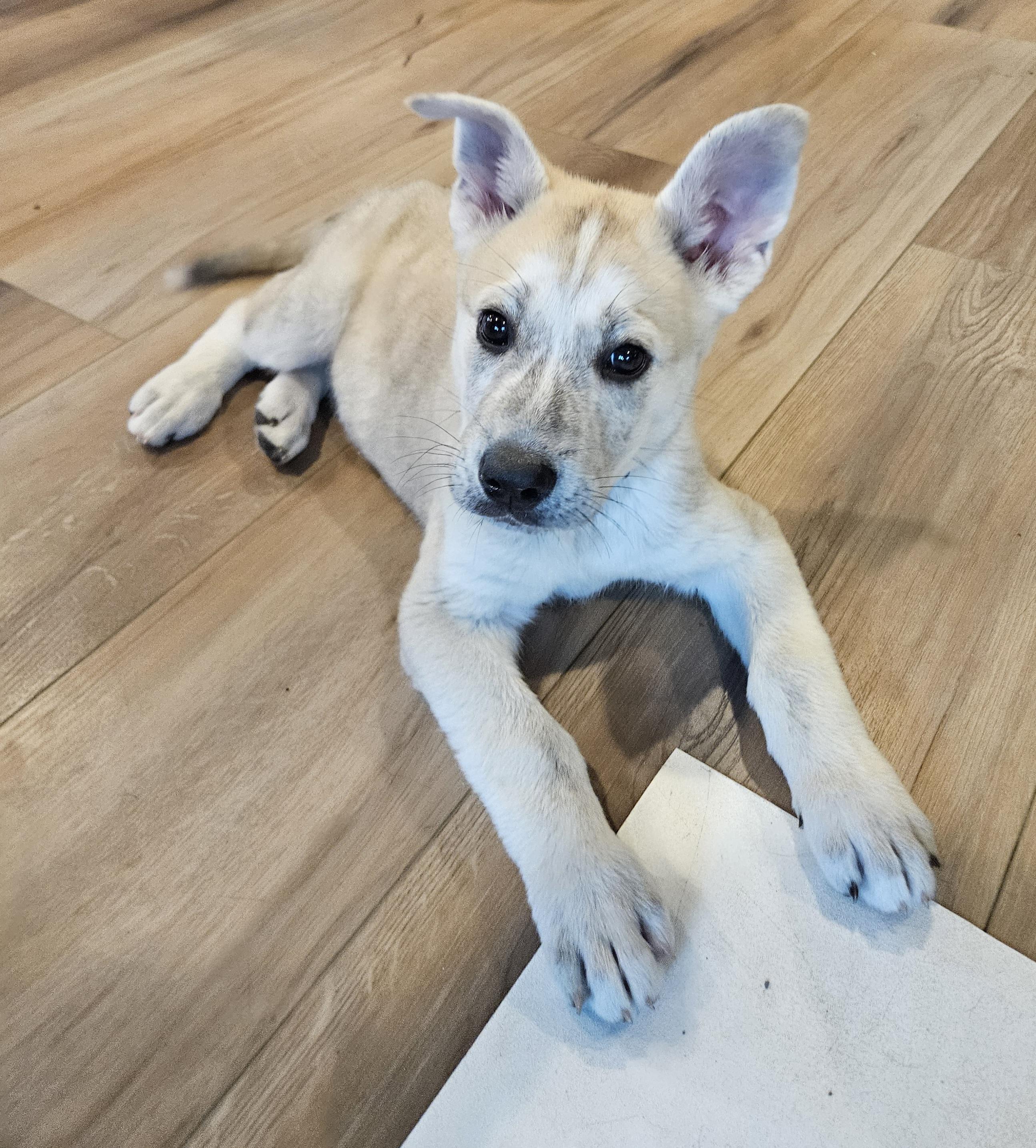 Enlarge Garbanzo, an adopted mixed breed in Sioux City, IA image 5/5