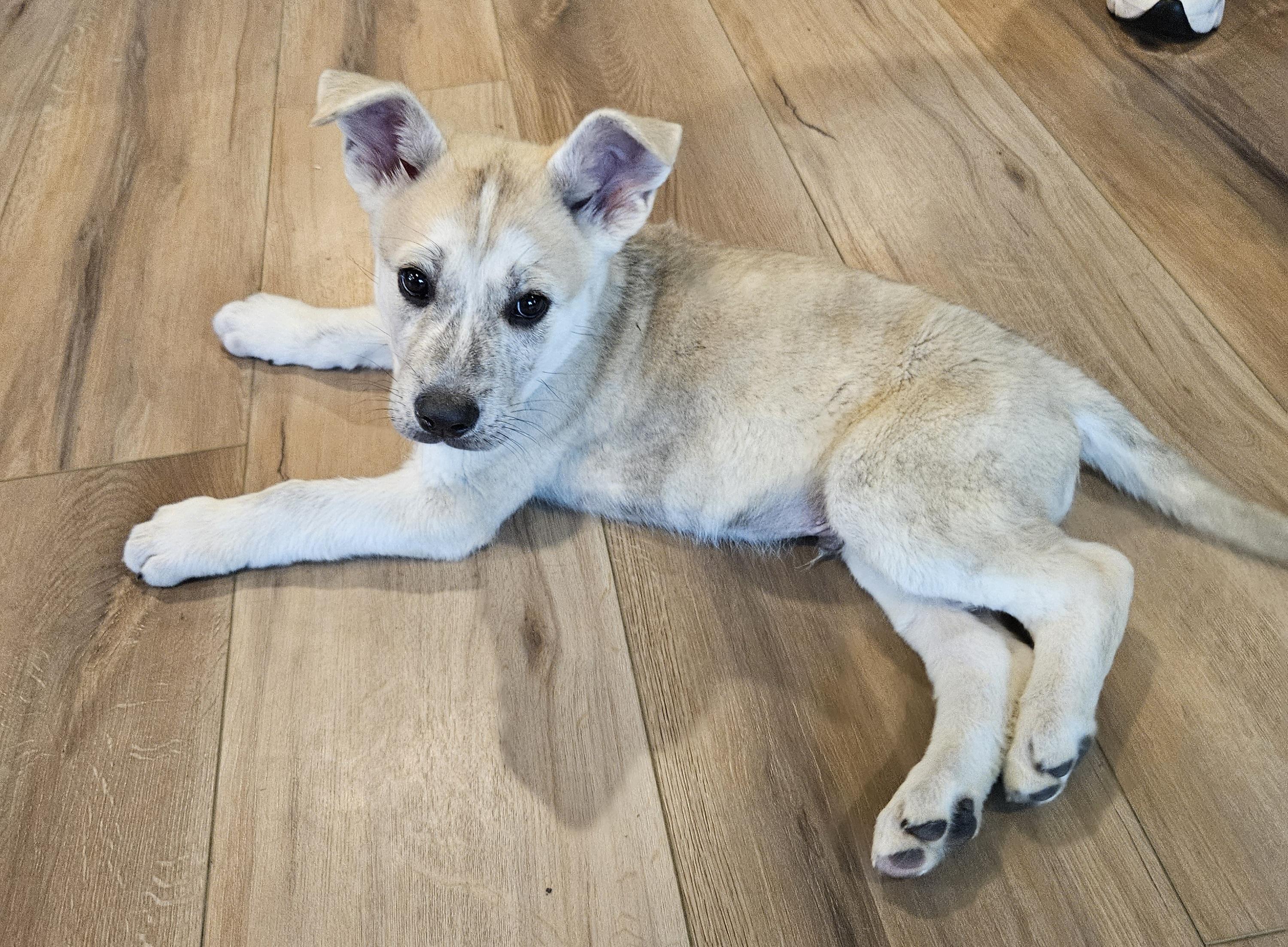 Enlarge Garbanzo, an adopted mixed breed in Sioux City, IA image 2/5