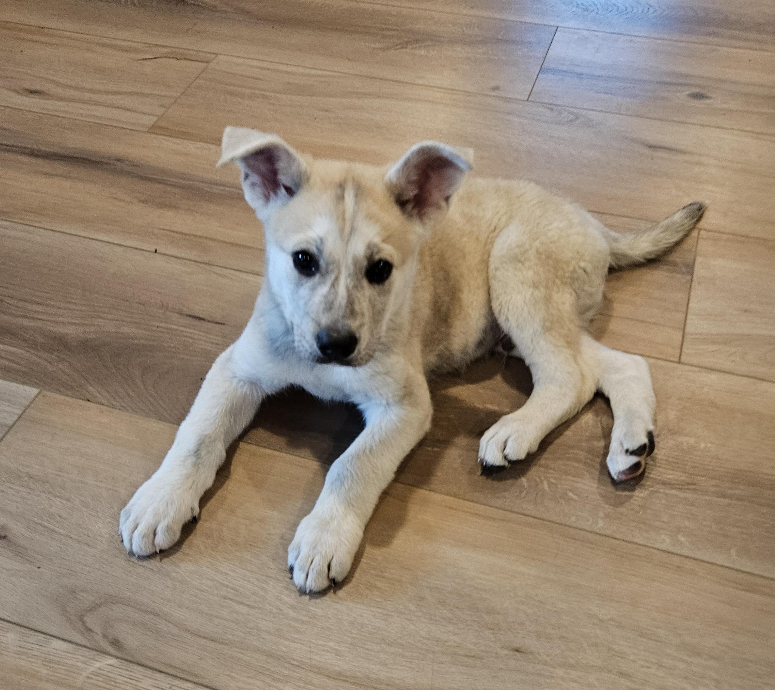 Enlarge Garbanzo, an adopted mixed breed in Sioux City, IA image 3/5