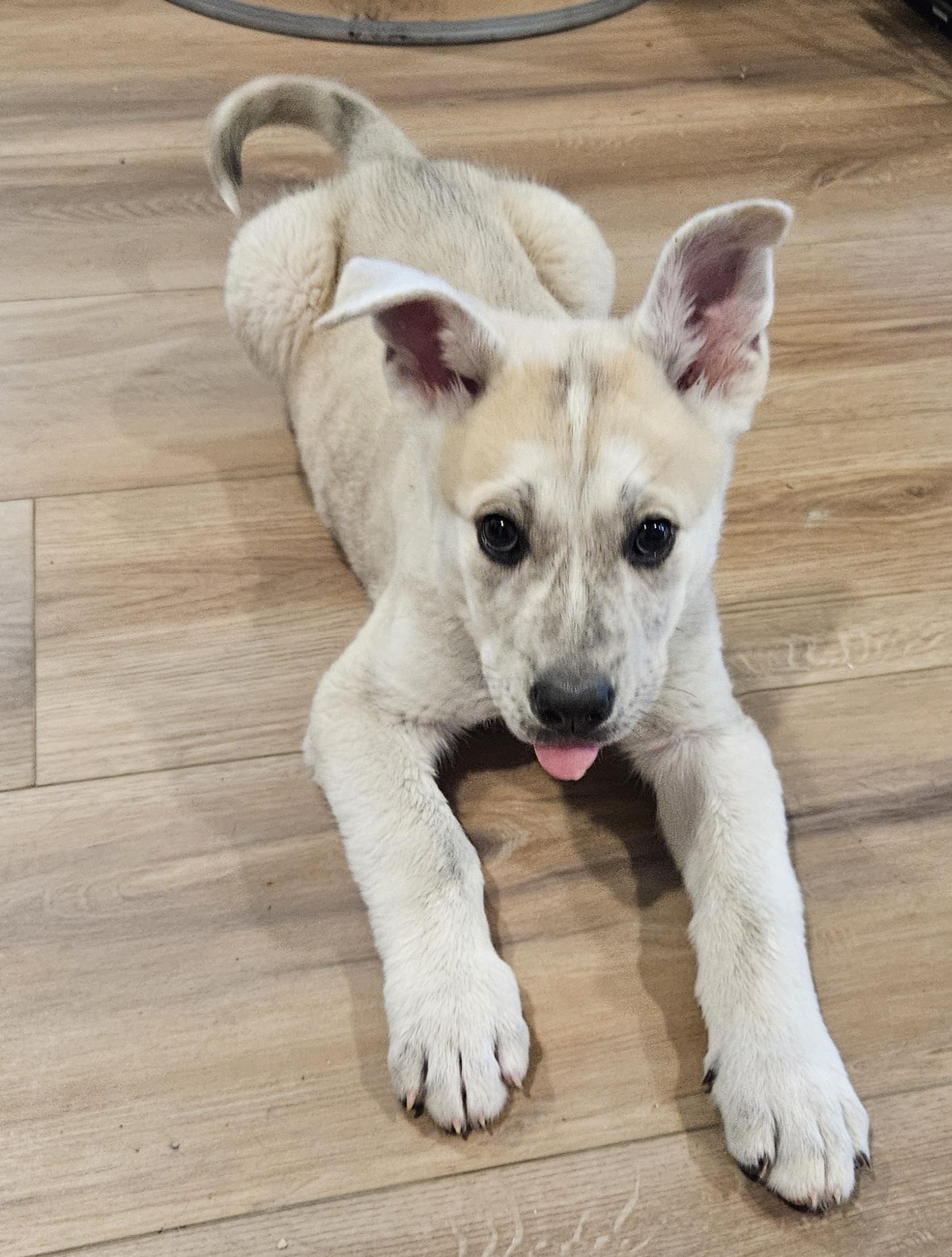 Enlarge Garbanzo, an adopted mixed breed in Sioux City, IA image 4/5