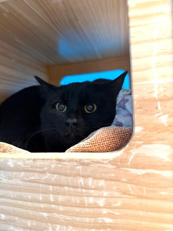 Jimmy Price, Adoptable, Adult Male Domestic Short Hair.