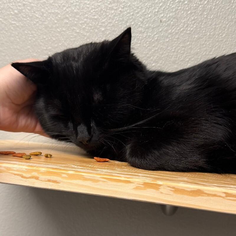 Enlarge Jimmy Price, a Adoptable Domestic Short Hair in Fort Collins, CO image 2/2