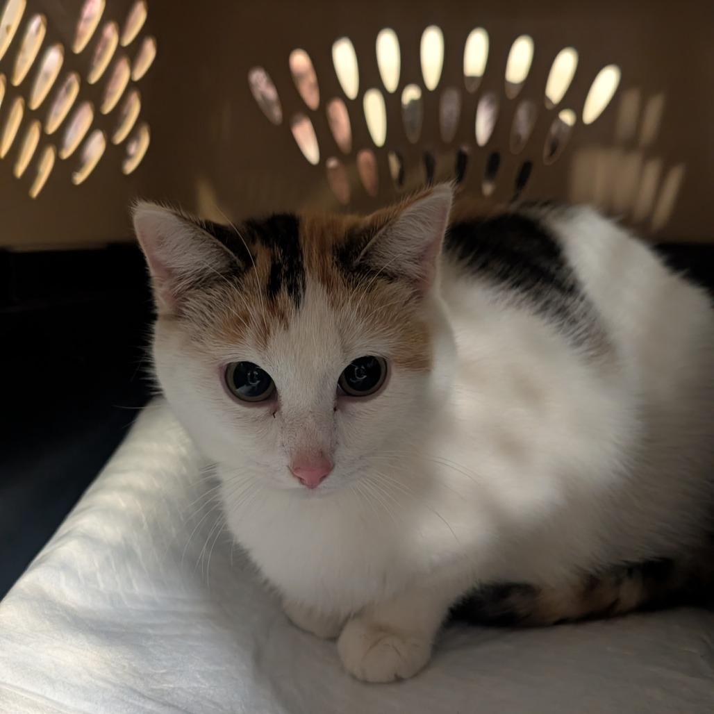 Enlarge Daisy, a Adoptable Domestic Short Hair in Jefferson city, TN image 1/2