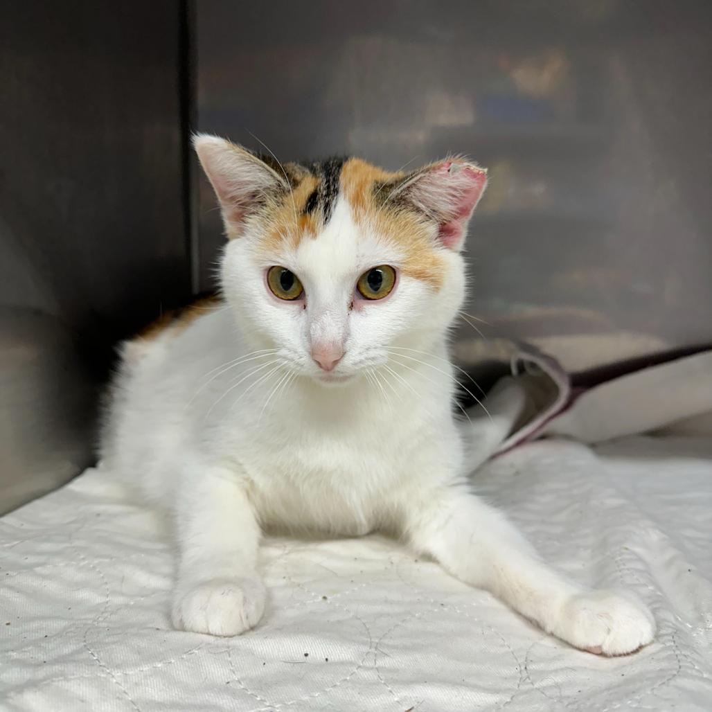 Enlarge Daisy, a Adoptable Domestic Short Hair in Jefferson city, TN image 2/2