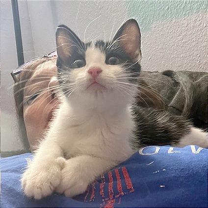 Clawdia, Adoptable, Kitten Female Domestic Short Hair.