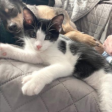 Enlarge Clawdia, a Adoptable Domestic Short Hair in Pleasant Hill, CA image 2/5