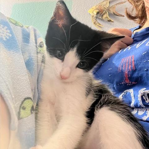 Enlarge Clawdia, a Adoptable Domestic Short Hair in Pleasant Hill, CA image 3/5