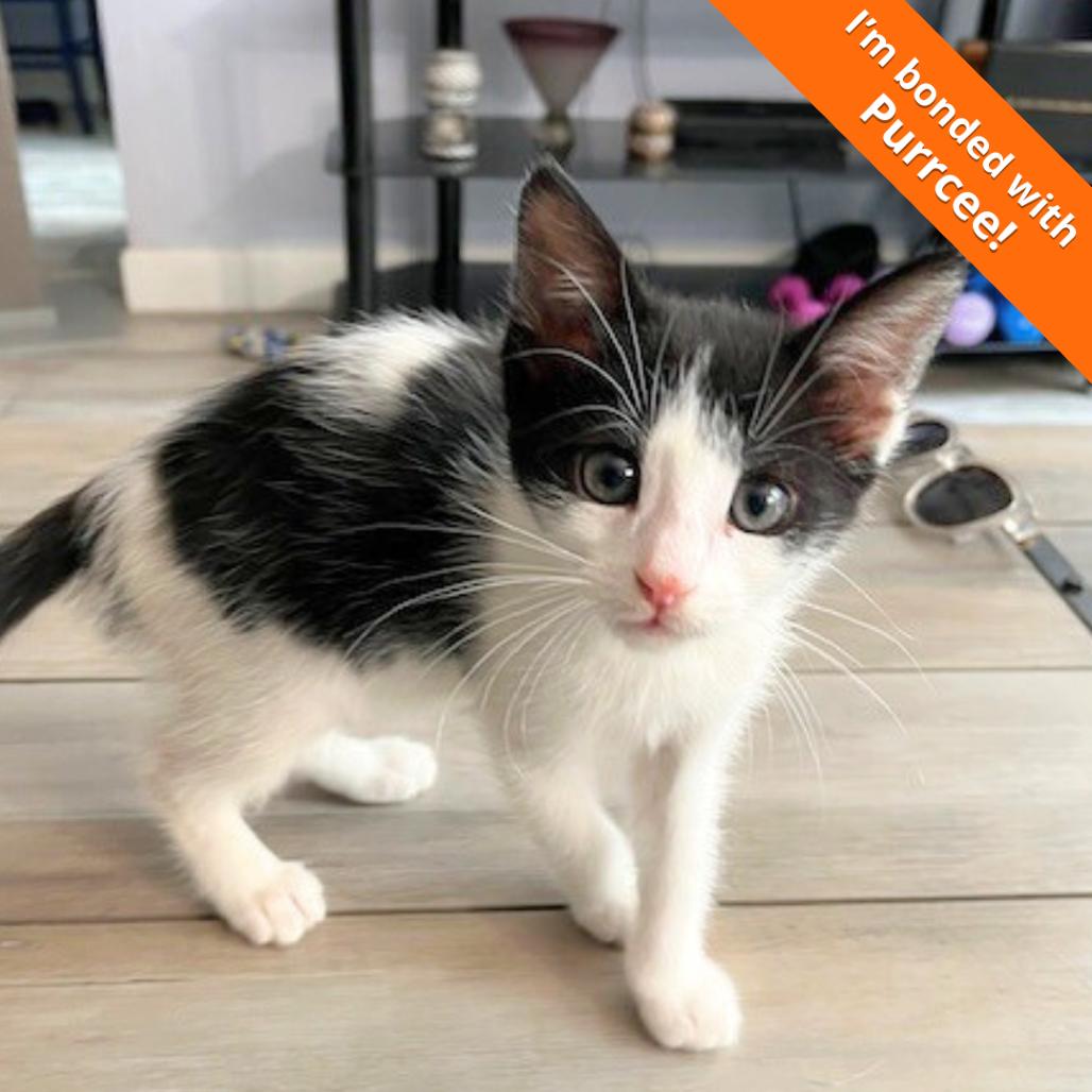 Enlarge Clawdia, a Adoptable Domestic Short Hair in Pleasant Hill, CA image 4/5