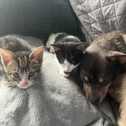 Enlarge Clawdia, a Adoptable Domestic Short Hair in Pleasant Hill, CA image 5/5