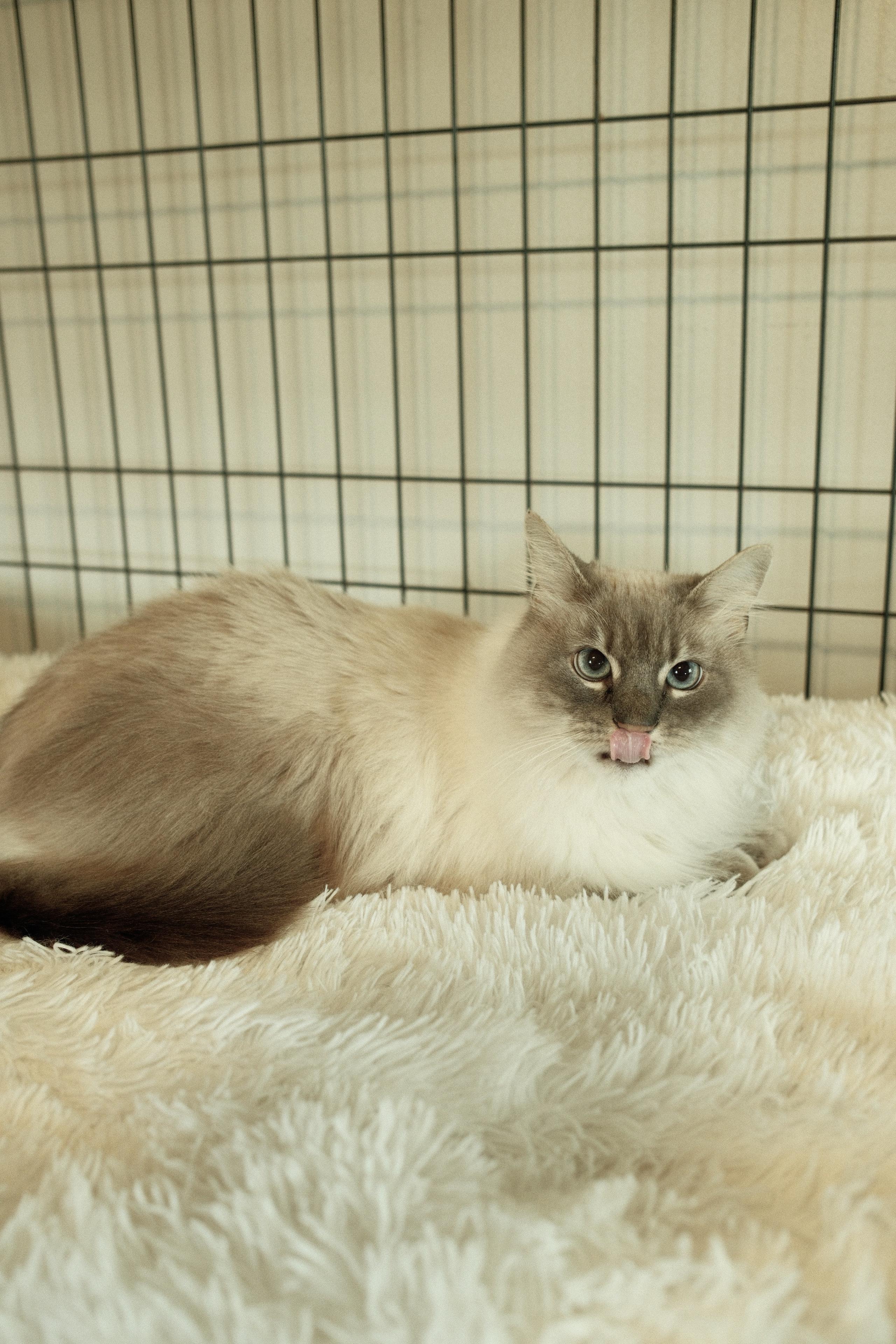 Enlarge Ophelia fka Marshmallow - Pending Adoption, an adopted mixed breed in Franklin, TN image 3/5