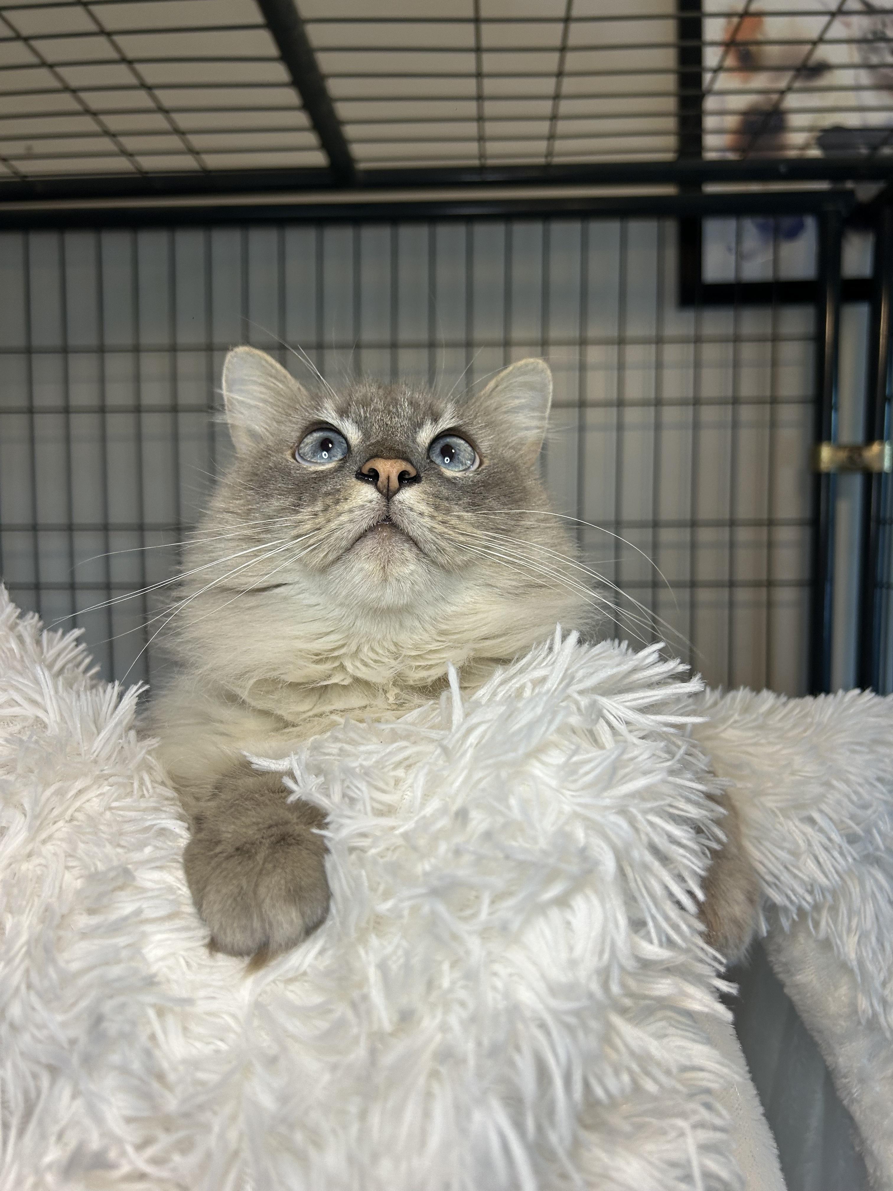 Enlarge Ophelia fka Marshmallow - Pending Adoption, an adopted mixed breed in Franklin, TN image 4/5