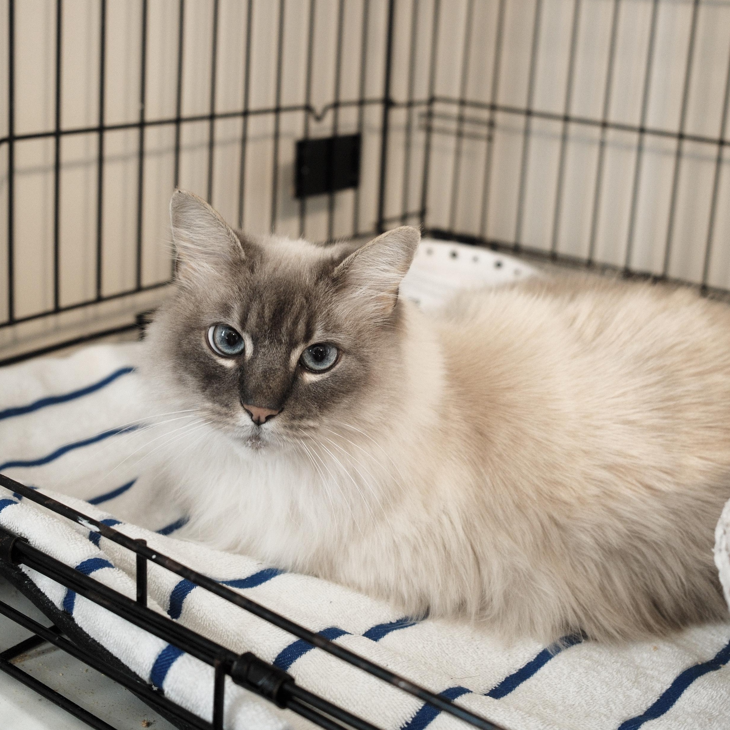 Enlarge Ophelia fka Marshmallow - Pending Adoption, an adopted mixed breed in Franklin, TN image 1/5