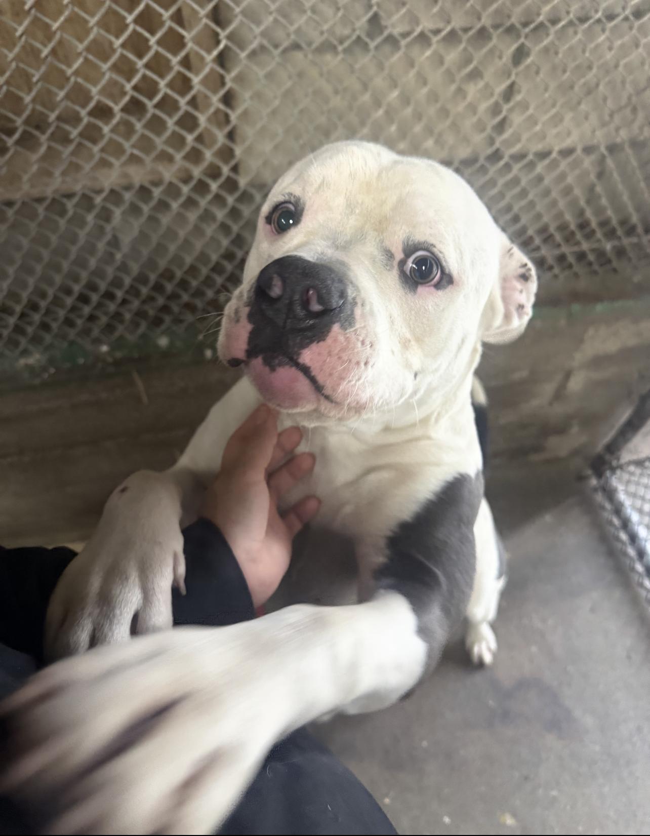 SPOT (AVAILABLE DECEMBER 2, 2025), Adoptable, Adult Male Boxer & American Staffordshire Terrier.