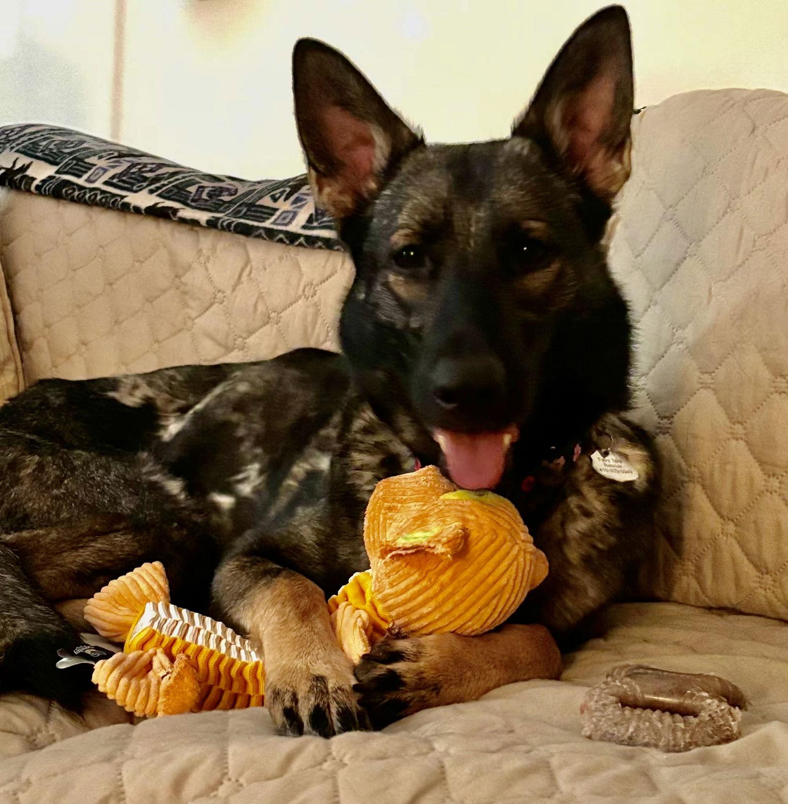 Isla, Adopted, Adult Female German Shepherd Dog.