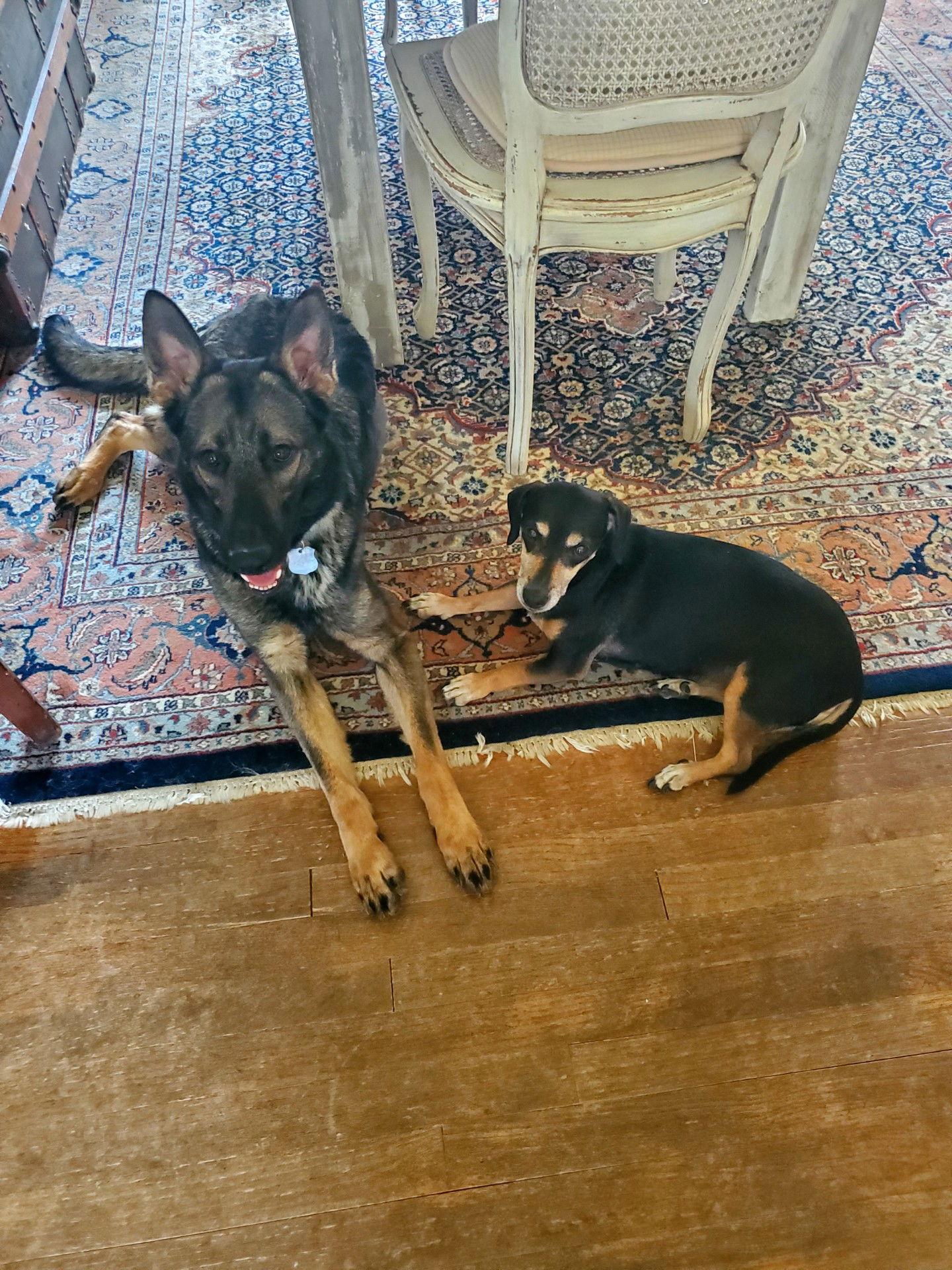 Enlarge Isla, a Adopted German Shepherd Dog in Forest Hill, MD image 2/2