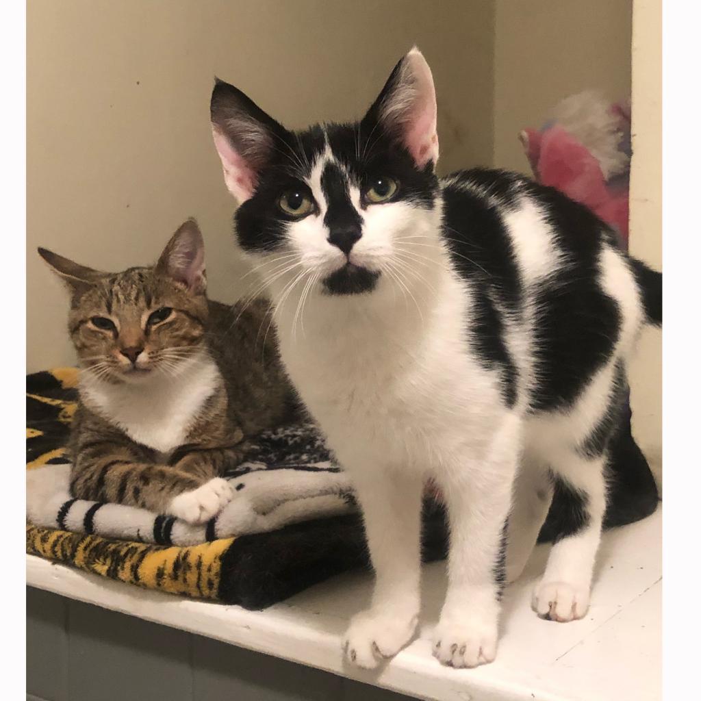 Pepper, Adoptable, Adult Female Domestic Short Hair.