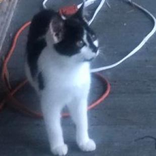 Enlarge Pepper, a Adoptable Domestic Short Hair in Harrisonburg, VA image 2/6