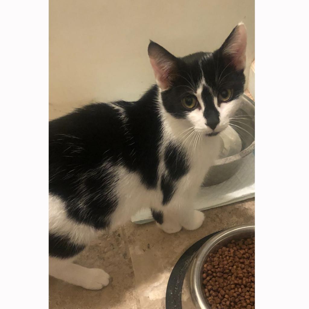 Enlarge Pepper, a Adoptable Domestic Short Hair in Harrisonburg, VA image 3/6