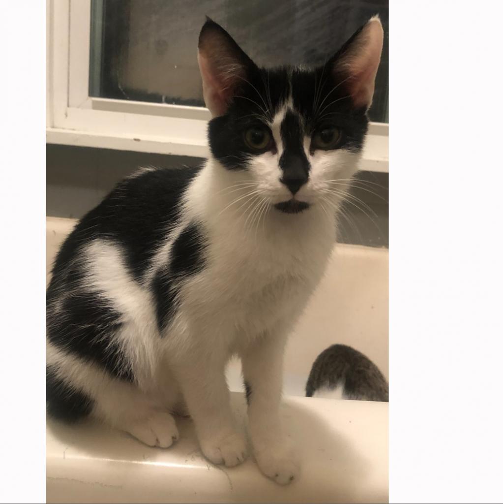 Enlarge Pepper, a Adoptable Domestic Short Hair in Harrisonburg, VA image 4/6