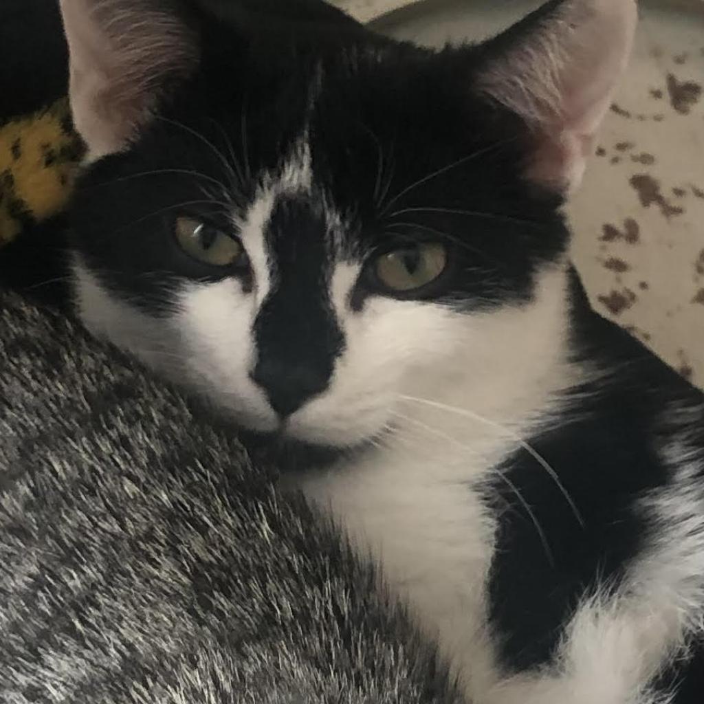 Enlarge Pepper, a Adoptable Domestic Short Hair in Harrisonburg, VA image 5/6