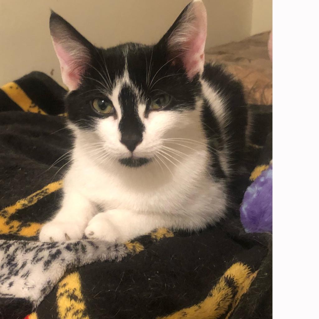 Enlarge Pepper, a Adoptable Domestic Short Hair in Harrisonburg, VA image 6/6