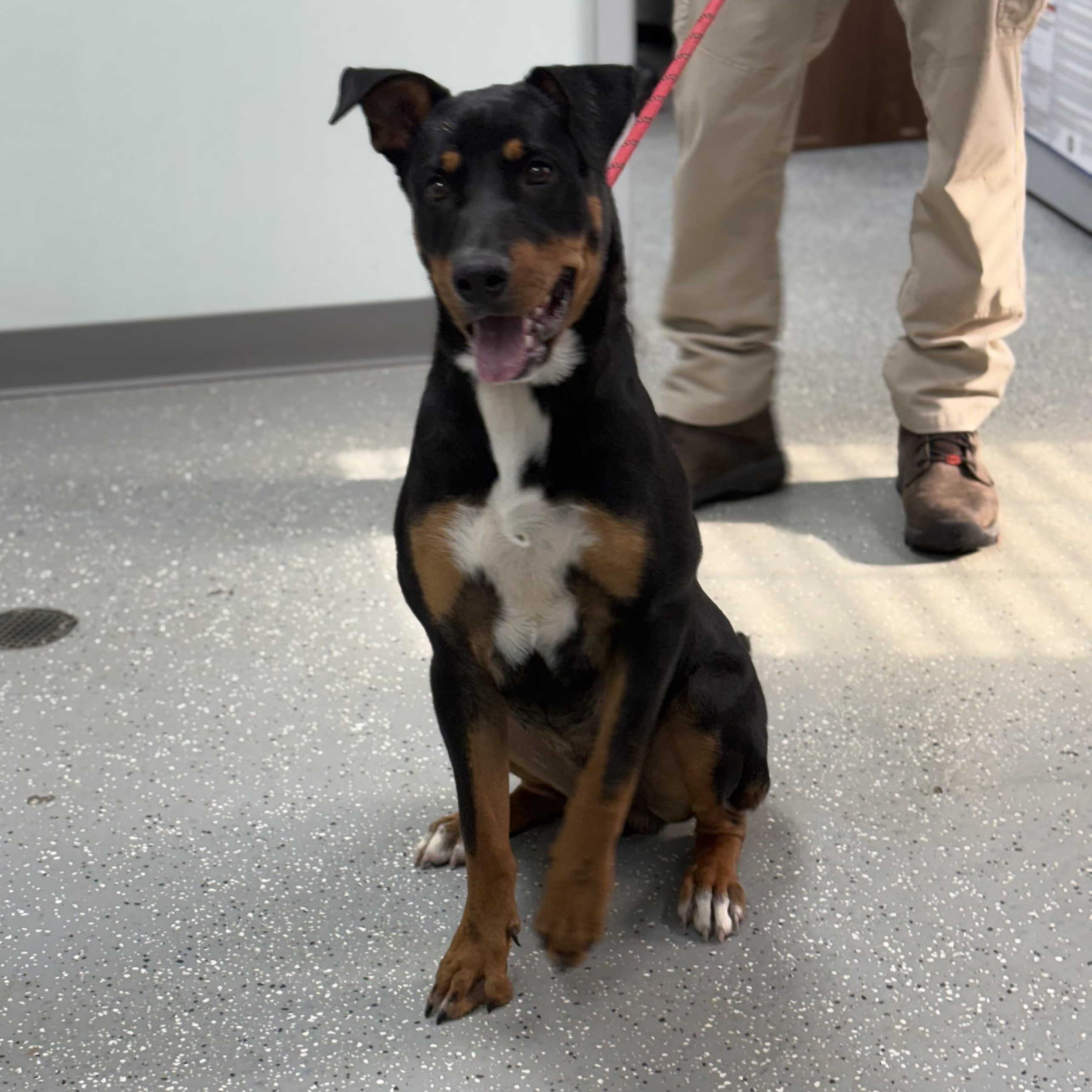 Enlarge Titus, a Adoptable mixed breed in Bardstown, KY image 5/6