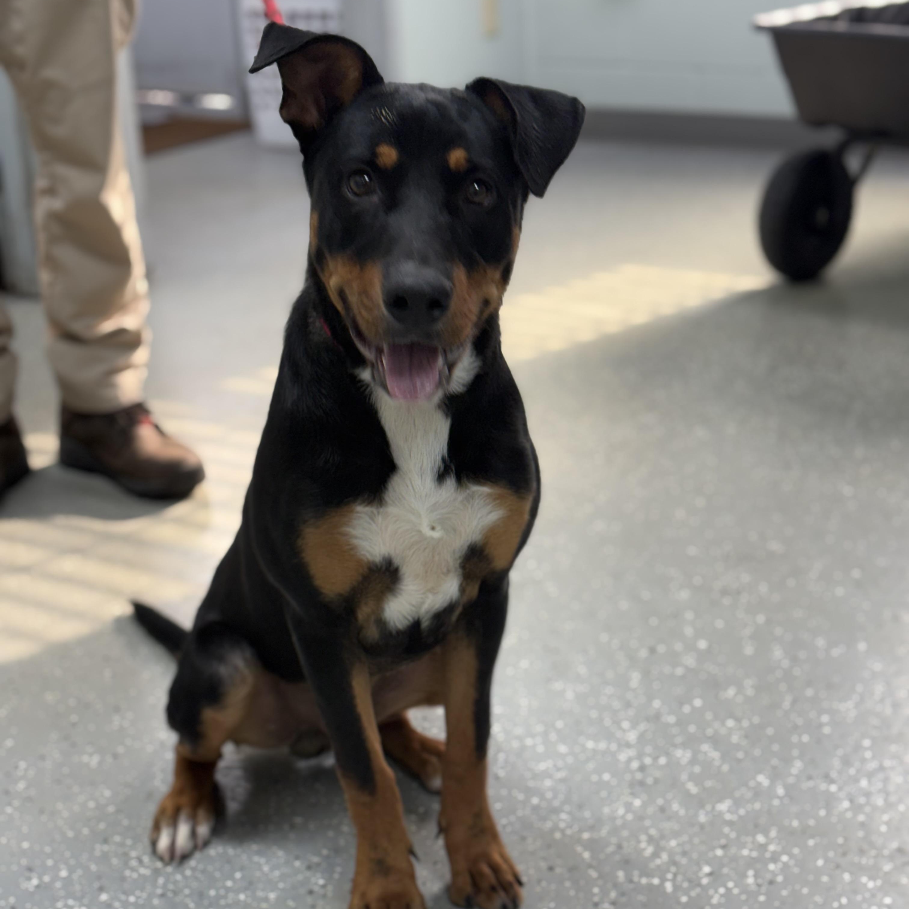 Enlarge Titus, a Adoptable mixed breed in Bardstown, KY image 3/6
