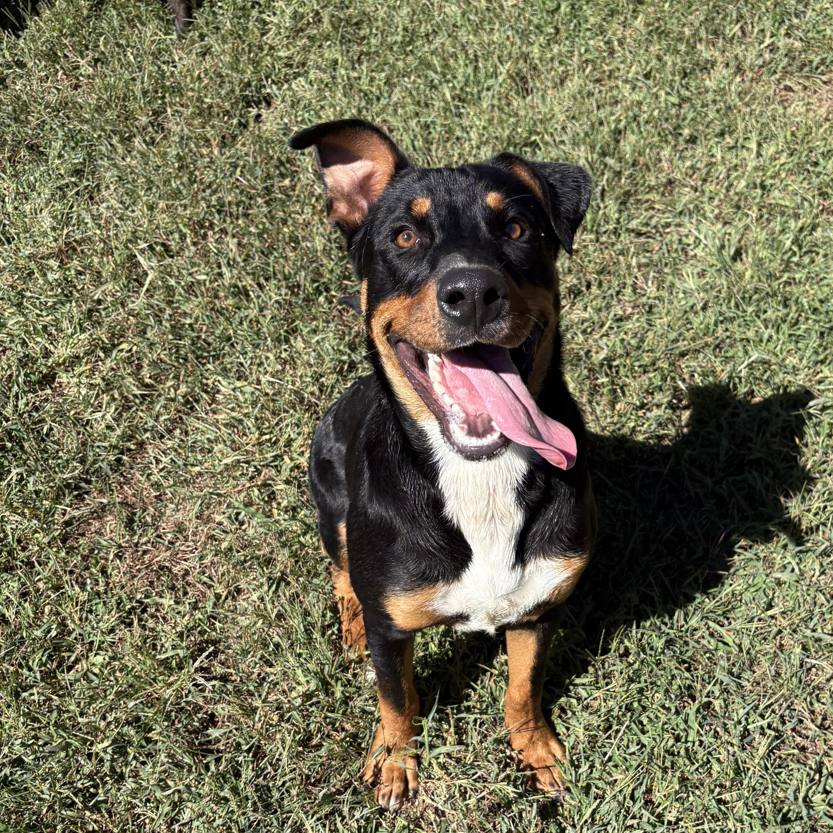 Enlarge Titus, a Adoptable mixed breed in Bardstown, KY image 1/6